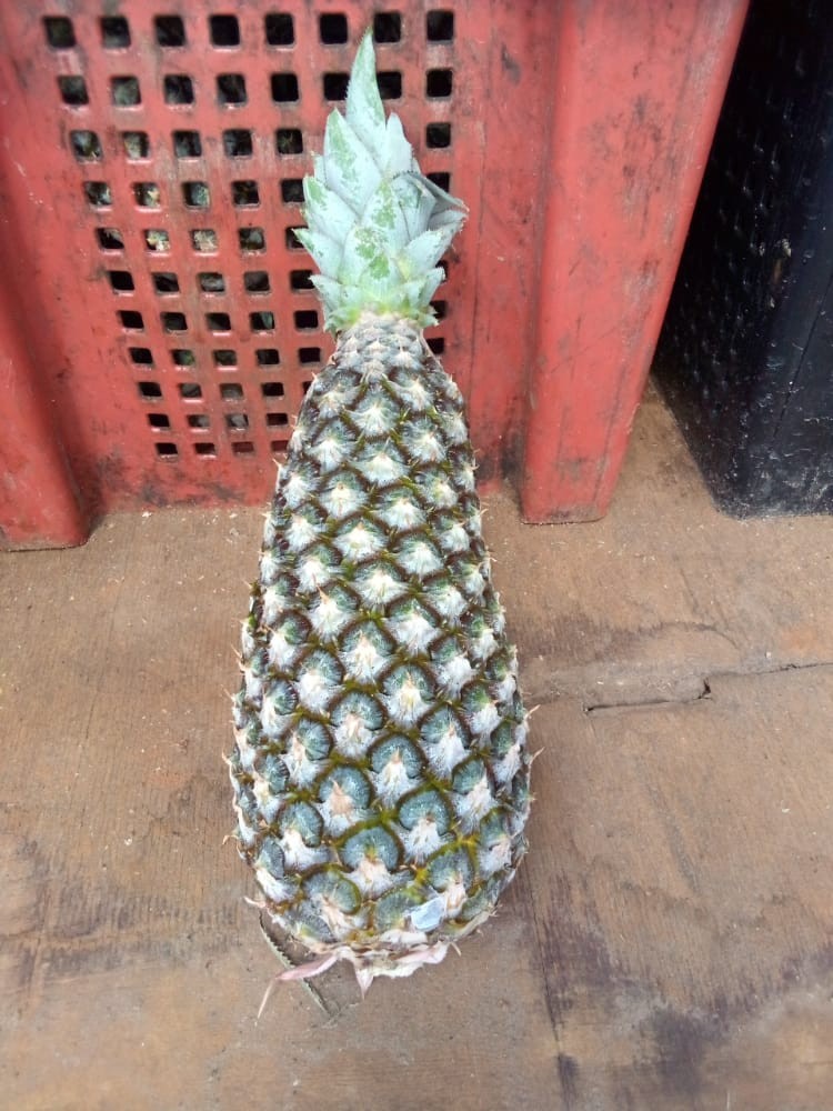 Ananas