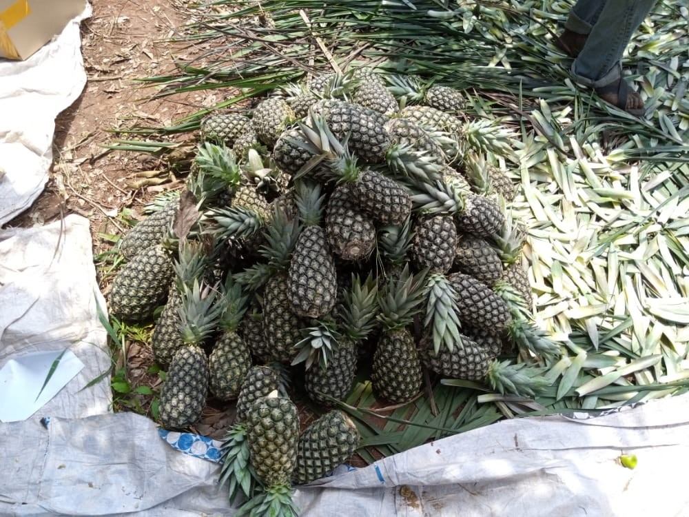 Ananas