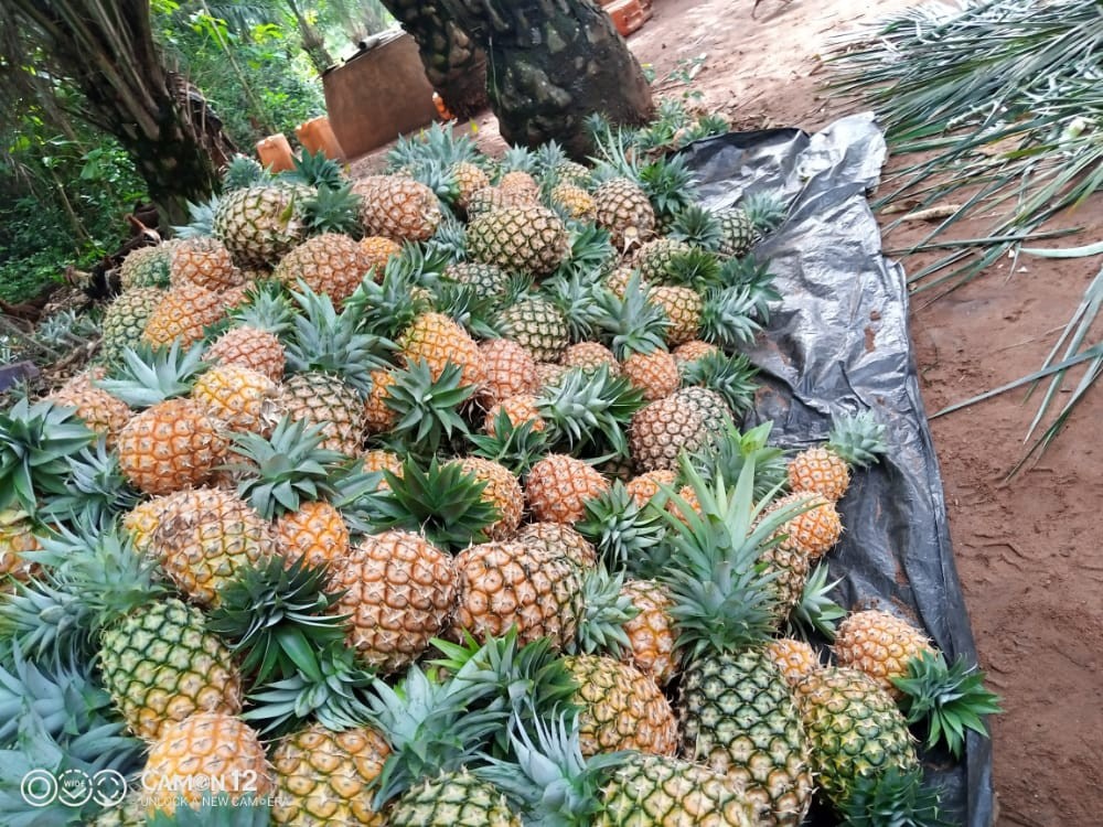 Ananas