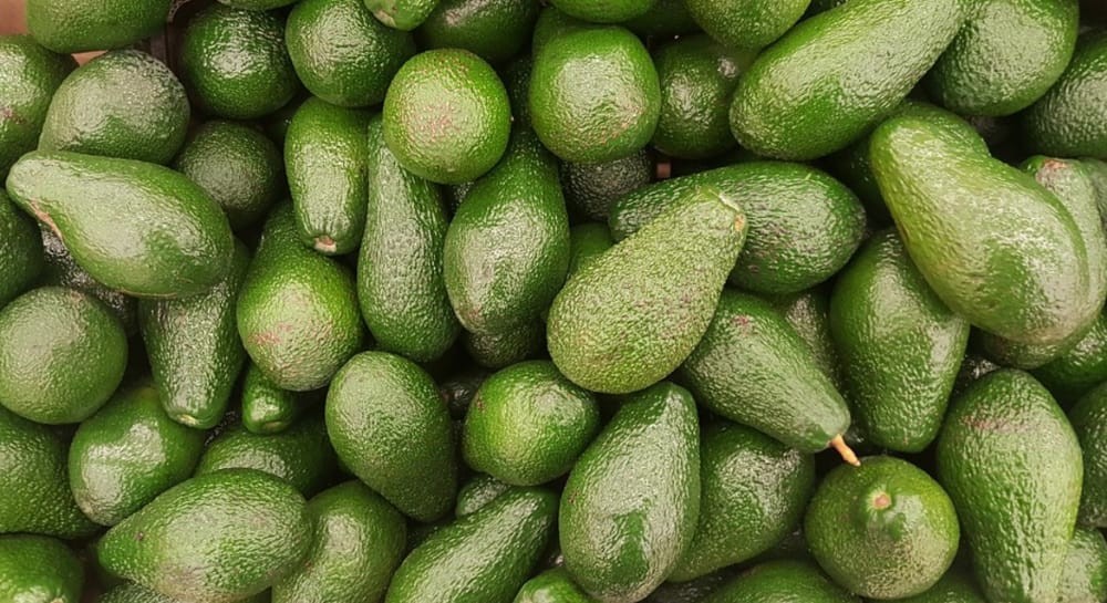 Soycain organic Avocado_2 product