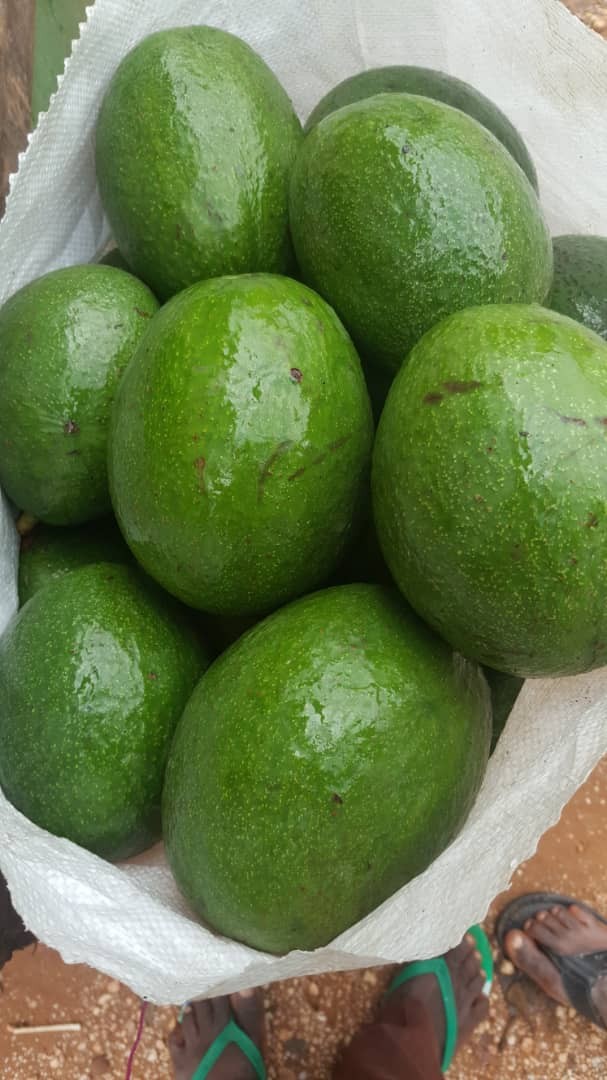 Soycain organic Avocado _3 product