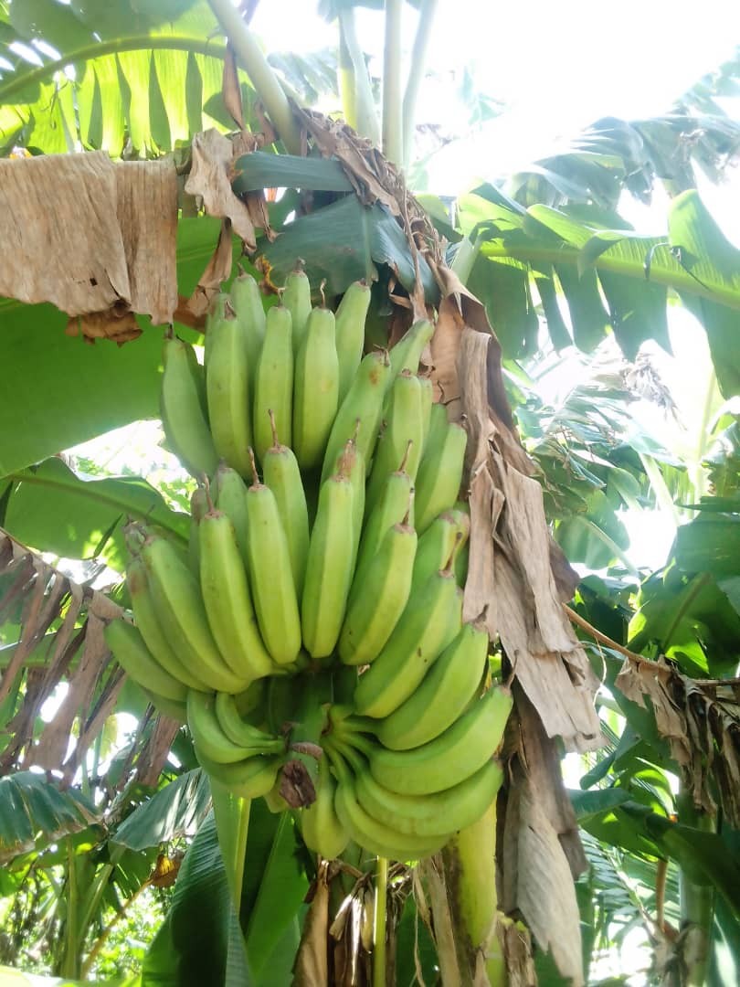 Soycain organic Banana_2 product