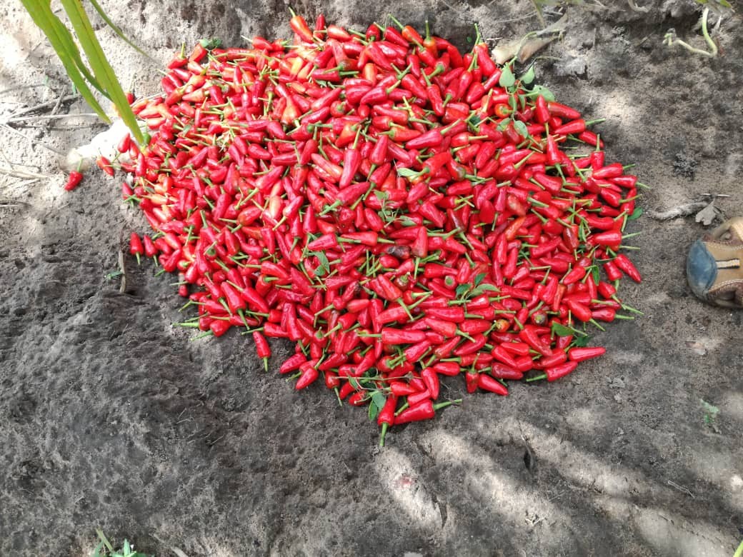 Soycain organic Hot red fresh chilli pepper_1 product