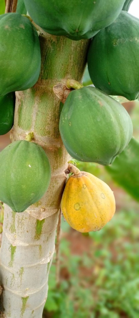 Soycain organic Papaya product