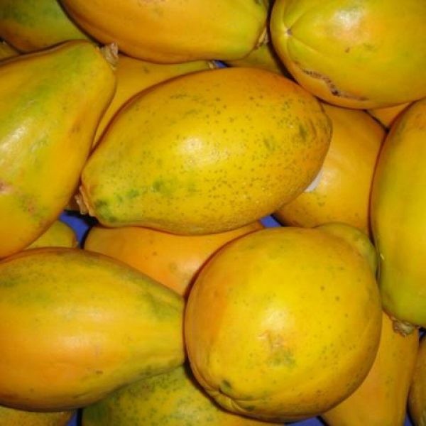 Soycain organic Papaya_1 product