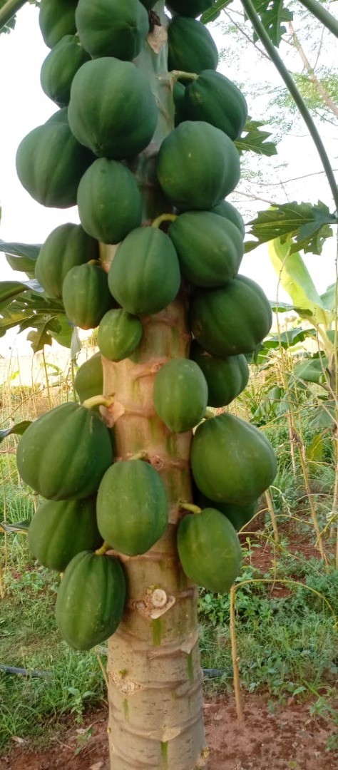 Soycain organic Papaya_2 product