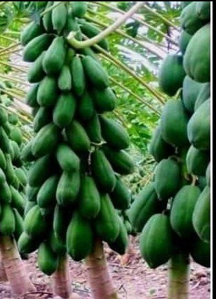 Soycain organic Papaya_3 product