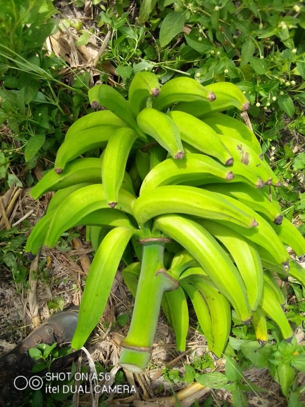 Soycain organic Plantain product