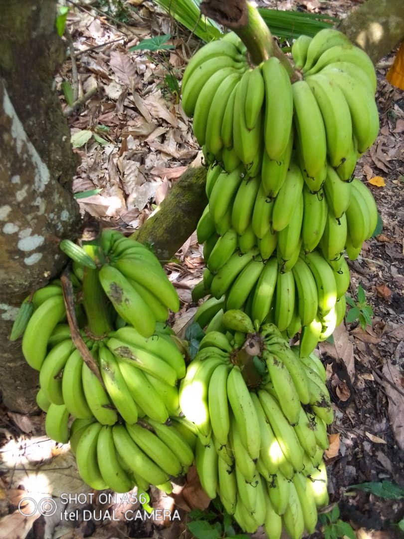 Soycain organic Plantain2 product